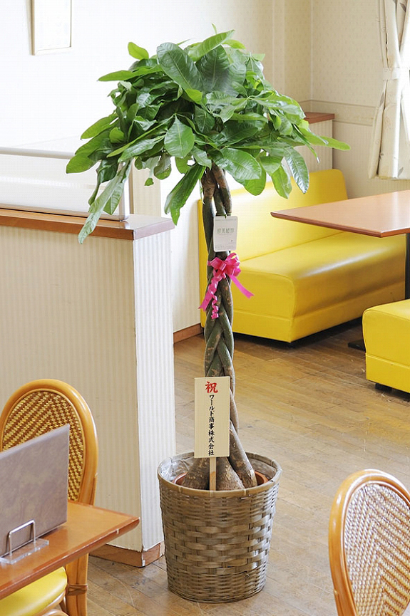 パキラは、定番商品の中でも人気のある観葉植物で、開店祝いや開業祝いのビジネスシーンで多くご利用頂いております。
